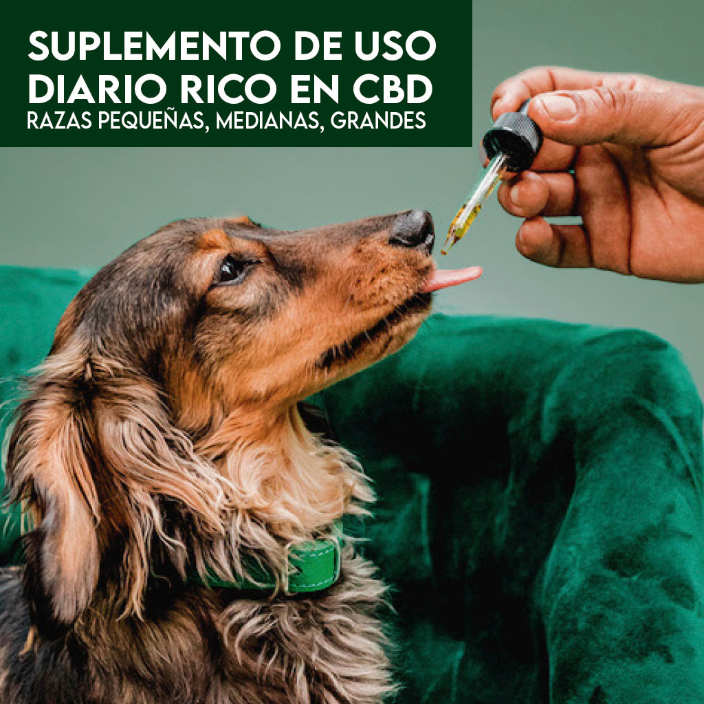 CBD Pet |  Tinturas Razas Grandes