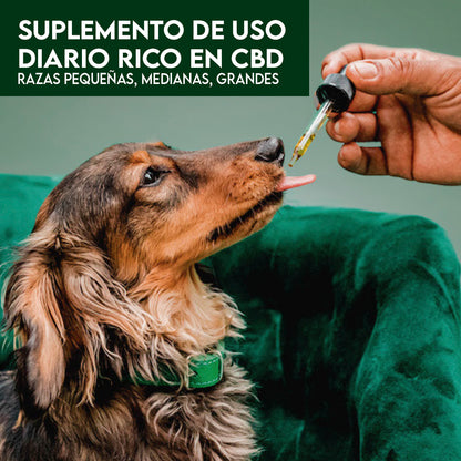 CBD Pet |  Tinturas Razas Grandes